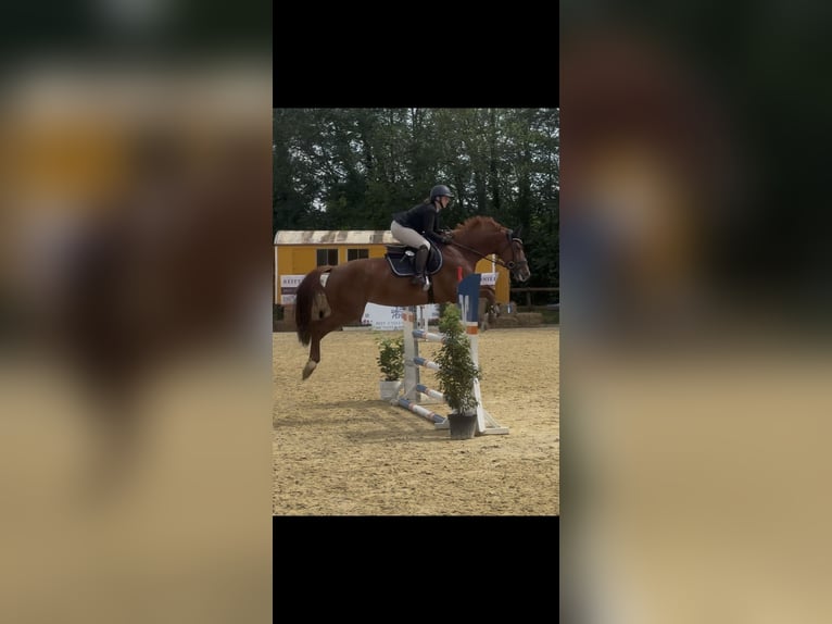 Holsteiner Stute 6 Jahre 165 cm Fuchs in Laer
