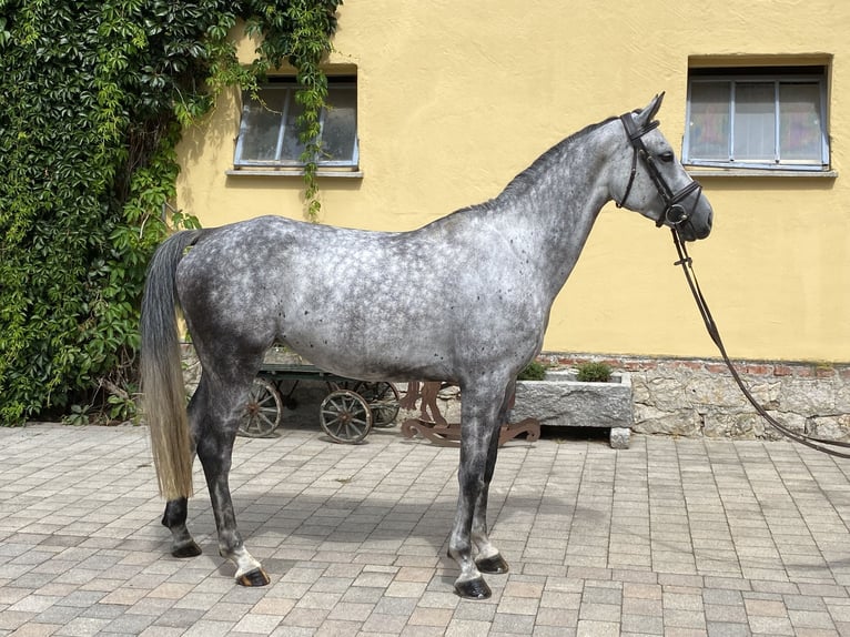 Holsteiner Stute 6 Jahre 165 cm Schimmel in Bad Griesbach im Rottal
