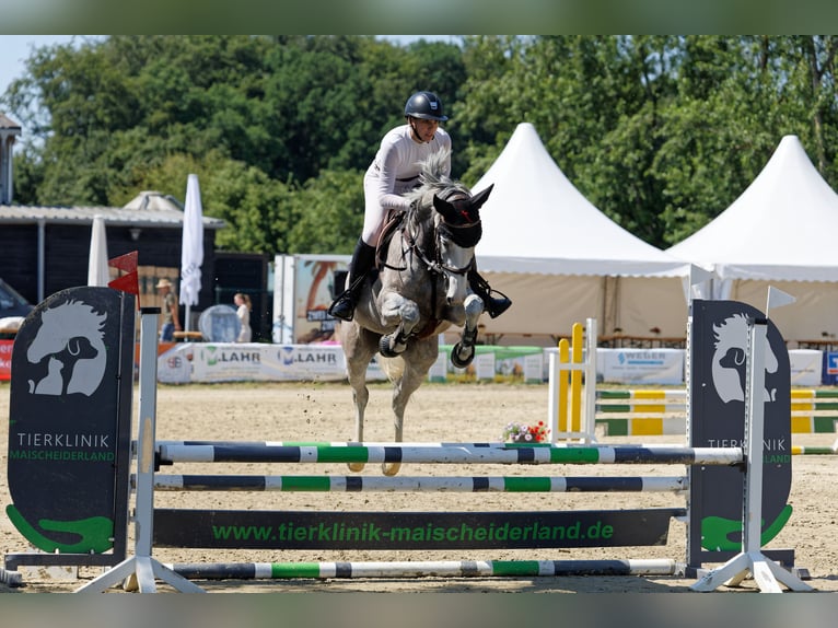 Holsteiner Stute 6 Jahre 165 cm Schimmel in Neuwied