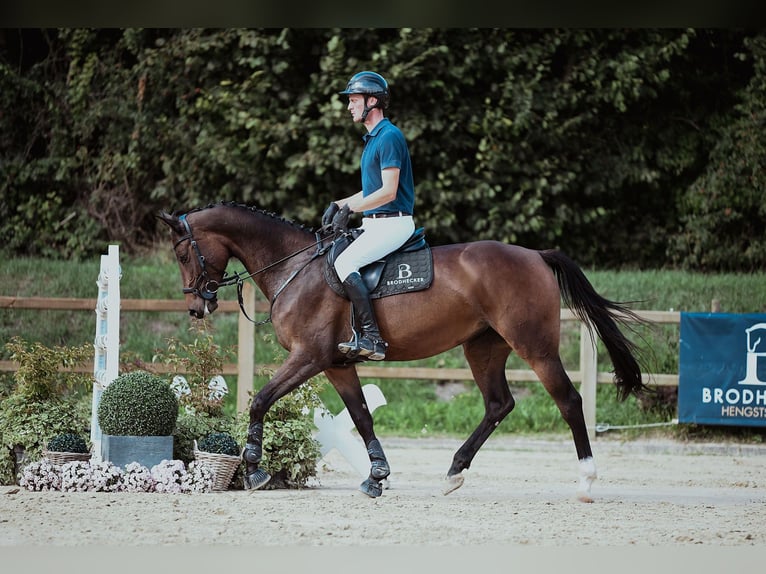 Holsteiner Stute 6 Jahre 166 cm Brauner in Riedstadt