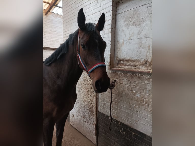 Holsteiner Stute 6 Jahre 166 cm Dunkelbrauner in Elmenhorst