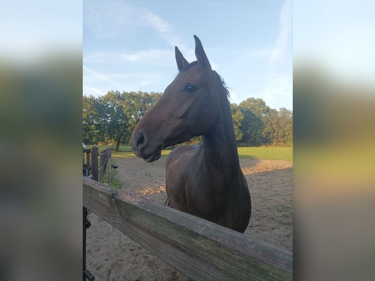 Holsteiner Stute 6 Jahre 166 cm Dunkelbrauner in Elmenhorst