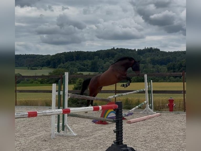Holsteiner Stute 6 Jahre 166 cm Dunkelbrauner in Gottmadingen