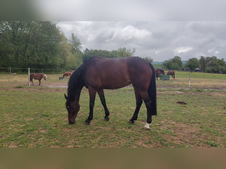 Holsteiner Stute 6 Jahre 166 cm Dunkelbrauner in Gottmadingen