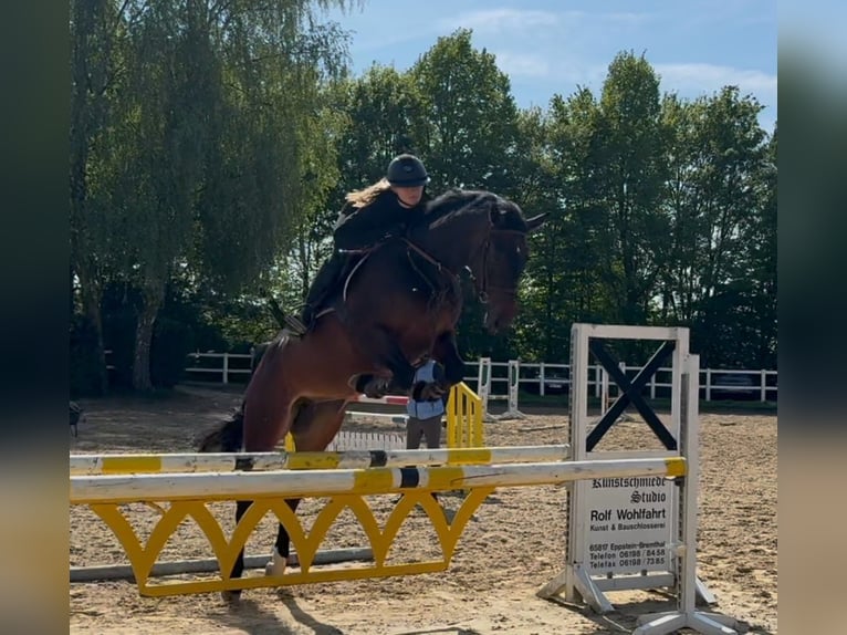 Holsteiner Stute 6 Jahre 166 cm Dunkelbrauner in Gottmadingen