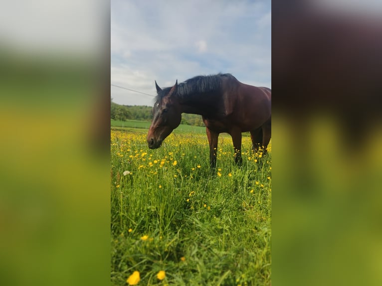 Holsteiner Stute 6 Jahre 166 cm Dunkelbrauner in Gottmadingen