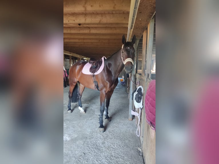 Holsteiner Stute 6 Jahre 166 cm Dunkelbrauner in Gottmadingen