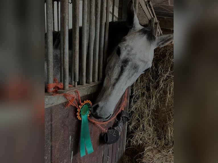 Holsteiner Stute 6 Jahre 166 cm Schimmel in Strande