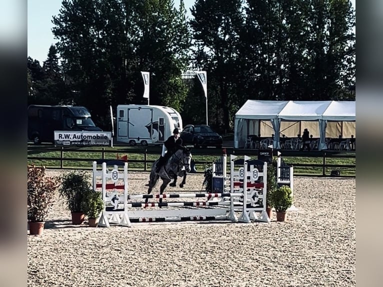 Holsteiner Stute 6 Jahre 166 cm Schimmel in Strande