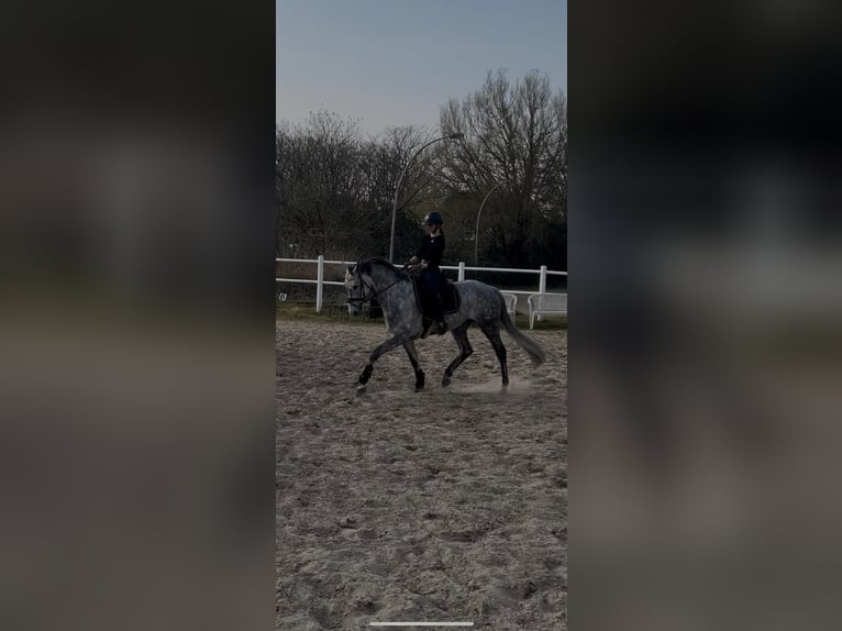 Holsteiner Stute 6 Jahre 166 cm Schimmel in Strande