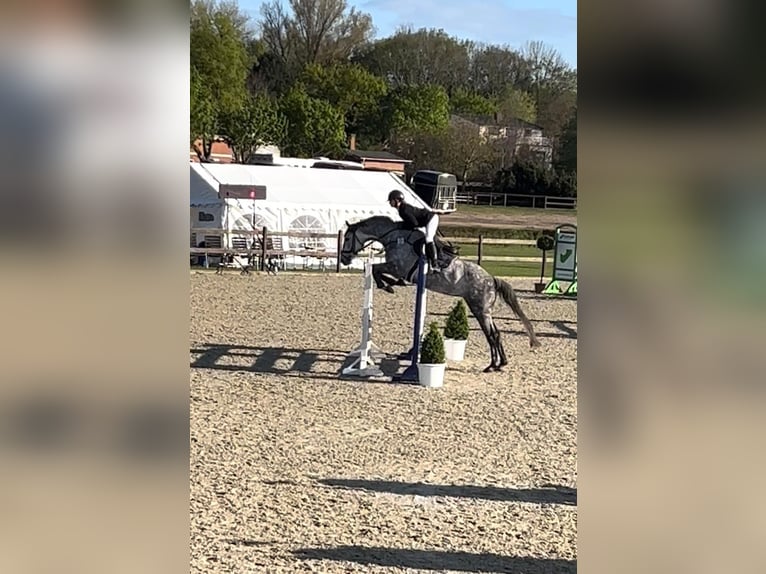 Holsteiner Stute 6 Jahre 166 cm Schimmel in Strande