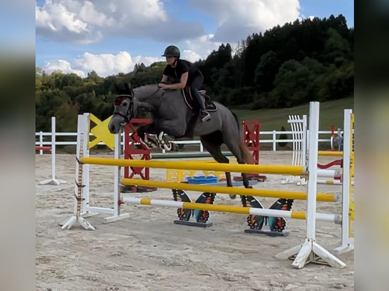 Holsteiner Stute 6 Jahre 166 cm Schimmel in Überherrn
