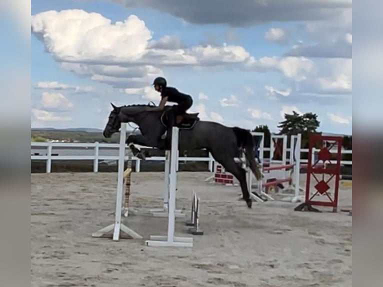 Holsteiner Stute 6 Jahre 166 cm Schimmel in Überherrn