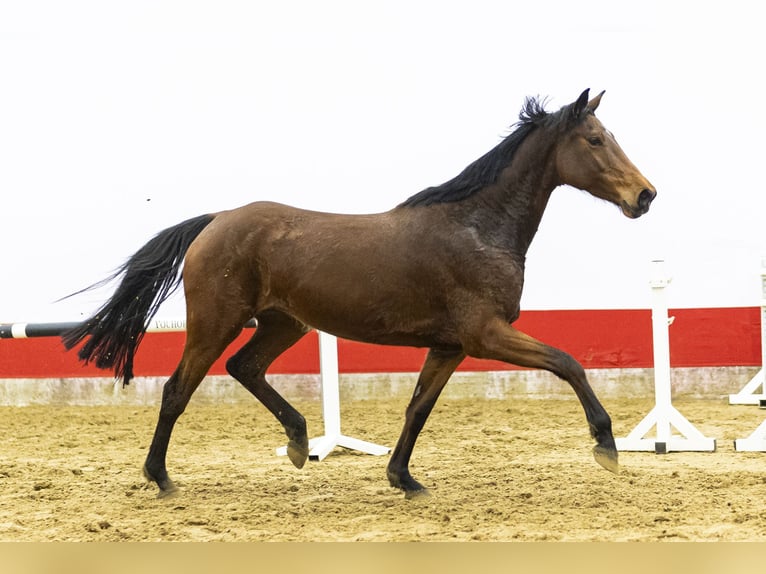 Holsteiner Stute 6 Jahre 166 cm  in Waddinxveen
