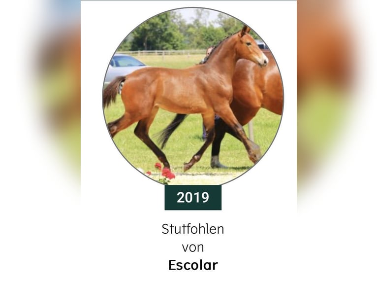 Holsteiner Stute 6 Jahre 167 cm Brauner in Ulrichstein