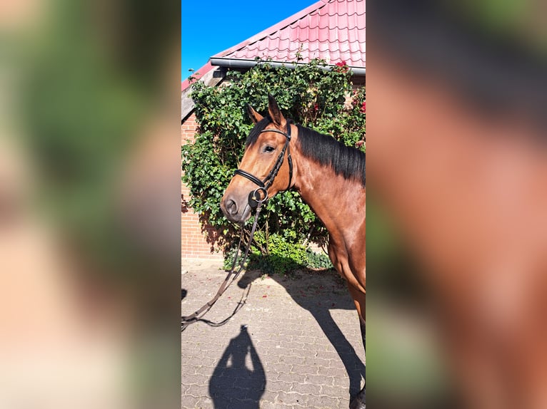 Holsteiner Stute 6 Jahre 167 cm Brauner in Hodrof