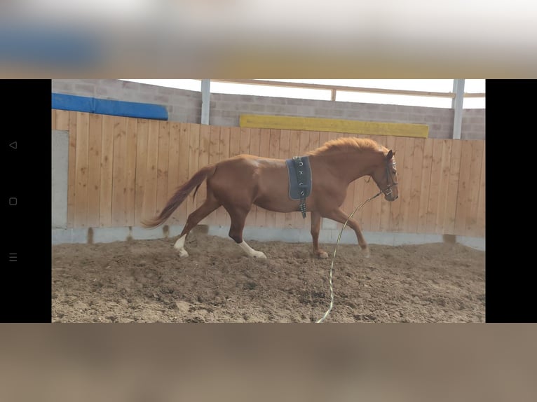 Holsteiner Stute 6 Jahre 167 cm Fuchs in Göttingen
