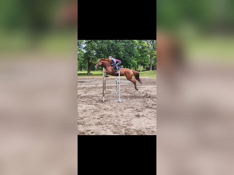Holsteiner Stute 6 Jahre 167 cm Fuchs in Starogard Gdański
