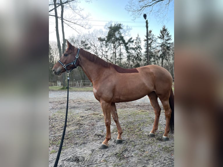Holsteiner Stute 6 Jahre 167 cm Fuchs in Starogard Gdański