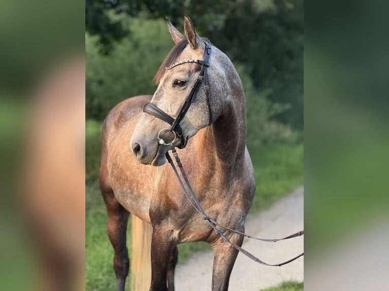 Holsteiner Stute 6 Jahre 167 cm Schimmel in Wieselburg