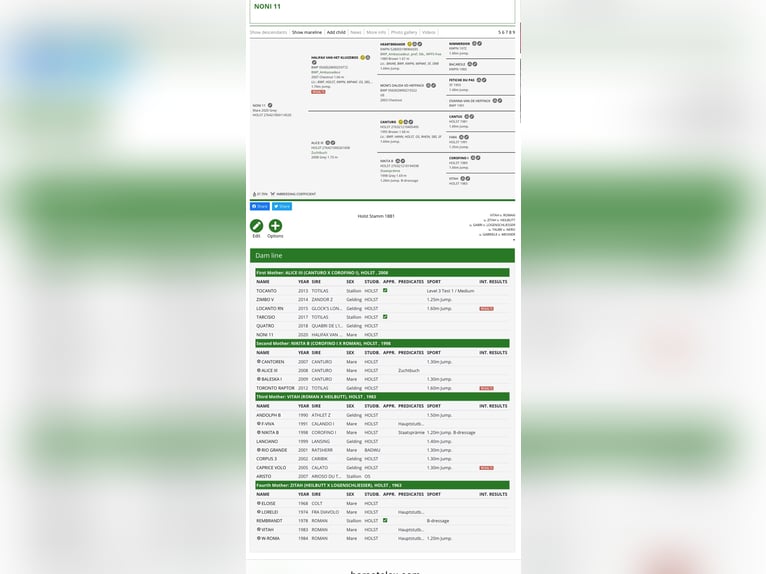 Holsteiner Stute 6 Jahre 168 cm Apfelschimmel in BorstelBorstel