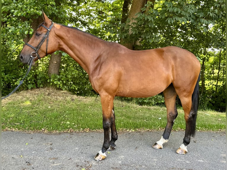 Holsteiner Stute 6 Jahre 168 cm Brauner in Oersdorf