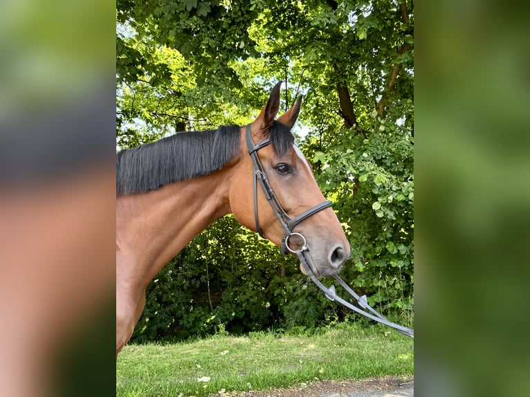 Holsteiner Stute 6 Jahre 168 cm Brauner in Oersdorf