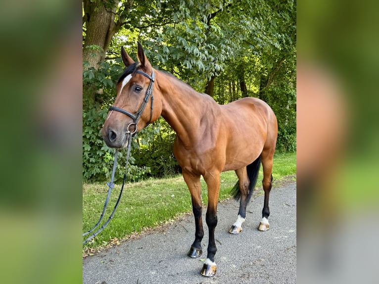 Holsteiner Stute 6 Jahre 168 cm Brauner in Oersdorf