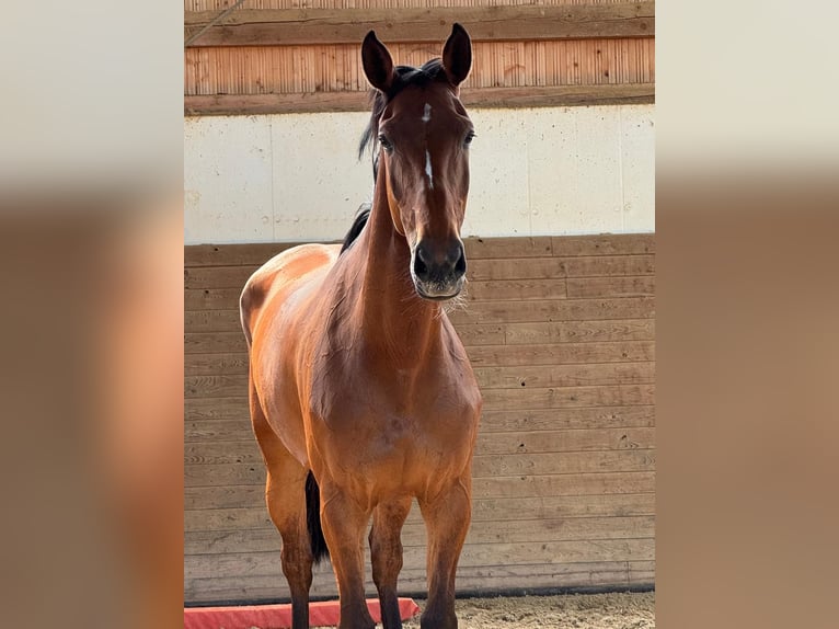 Holsteiner Stute 6 Jahre 168 cm Brauner in Kirchberg