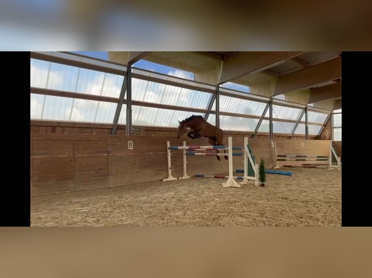 Holsteiner Stute 6 Jahre 168 cm Brauner in Kirchberg