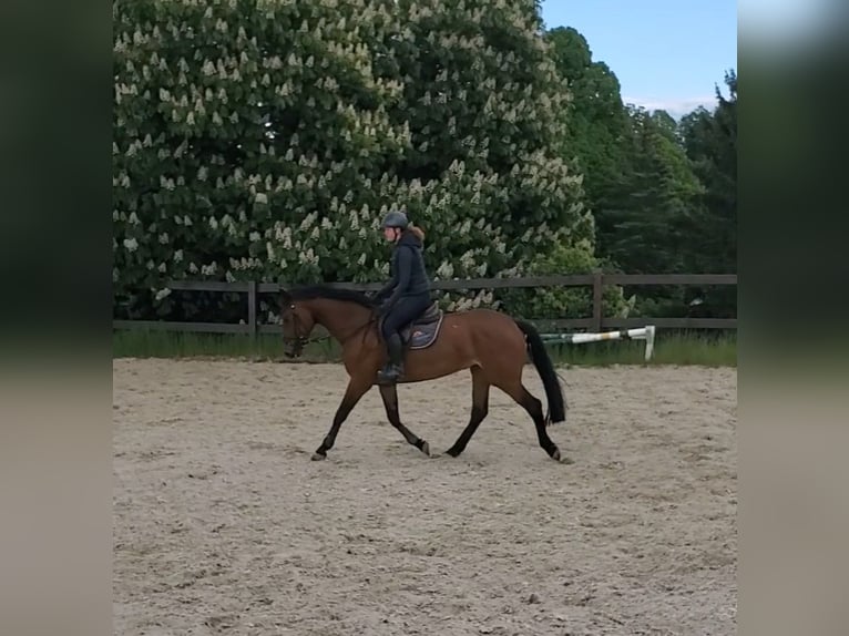 Holsteiner Stute 6 Jahre 168 cm Brauner in Kirchberg