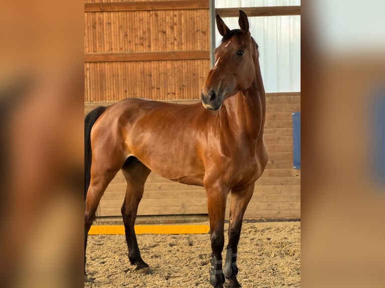 Holsteiner Stute 6 Jahre 168 cm Brauner in Kirchberg