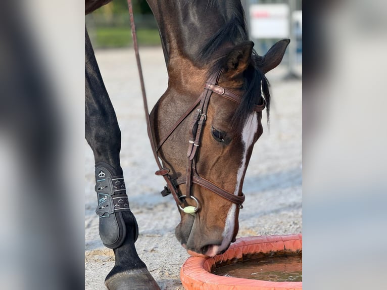Holsteiner Stute 6 Jahre 168 cm Brauner in Poggensee
