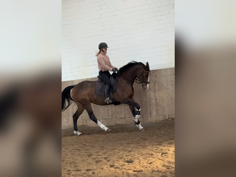 Holsteiner Stute 6 Jahre 168 cm Brauner in Ahrensburg