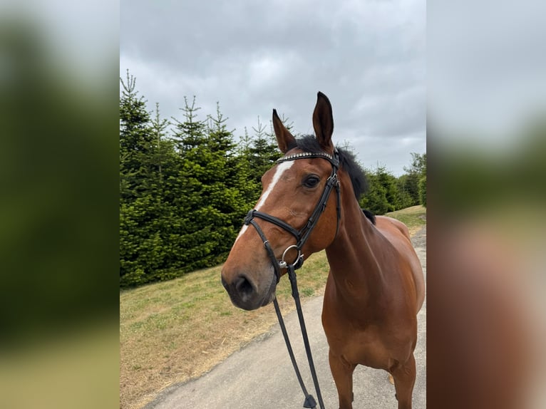 Holsteiner Stute 6 Jahre 168 cm Brauner in Vojens