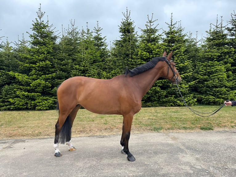 Holsteiner Stute 6 Jahre 168 cm Brauner in Vojens
