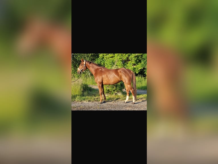 Holsteiner Stute 6 Jahre 168 cm Dunkelfuchs in Vechta