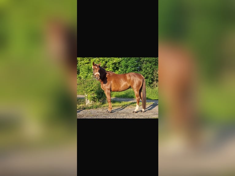 Holsteiner Stute 6 Jahre 168 cm Dunkelfuchs in Vechta
