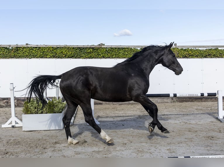 Holsteiner Stute 6 Jahre 168 cm Schwarzbrauner in Waddinxveen