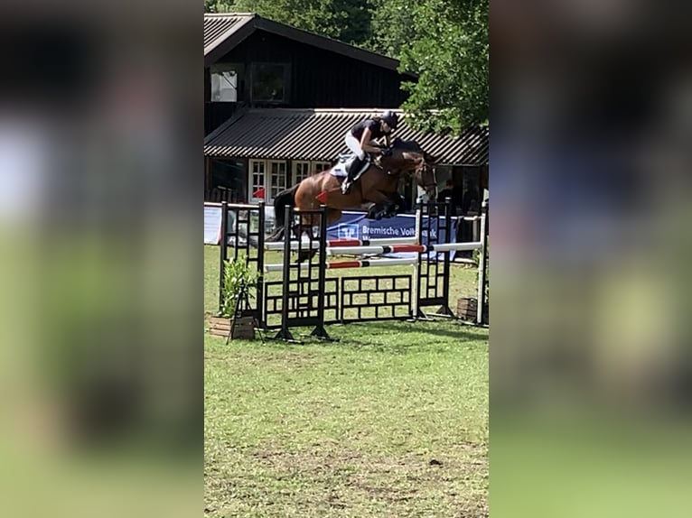 Holsteiner Stute 6 Jahre 169 cm Brauner in Lilienthal