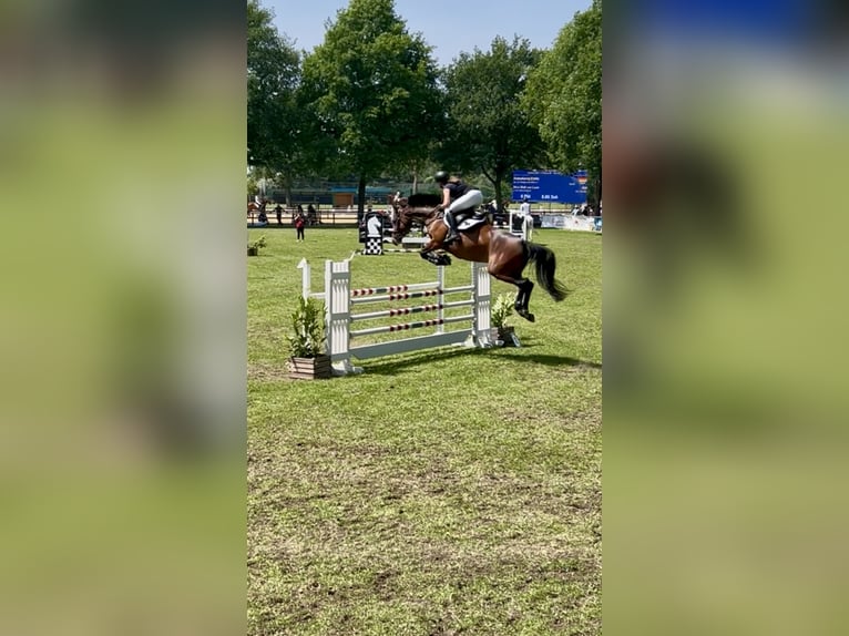 Holsteiner Stute 6 Jahre 169 cm Brauner in Lilienthal