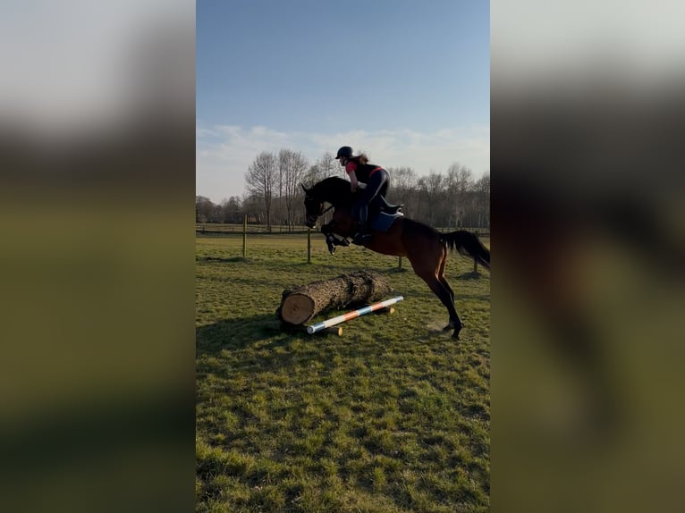 Holsteiner Stute 6 Jahre 169 cm Brauner in Lilienthal