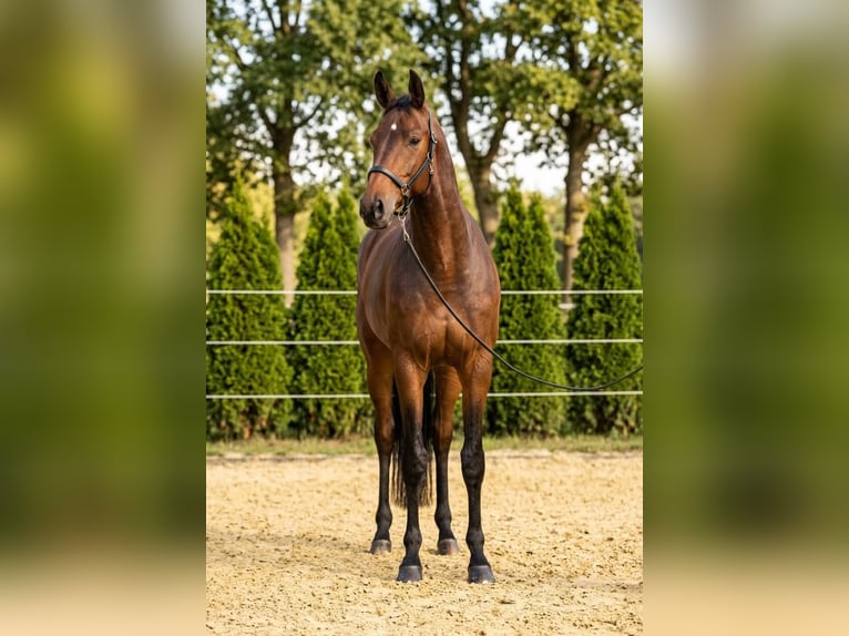 Holsteiner Stute 6 Jahre 169 cm Brauner in Kosice