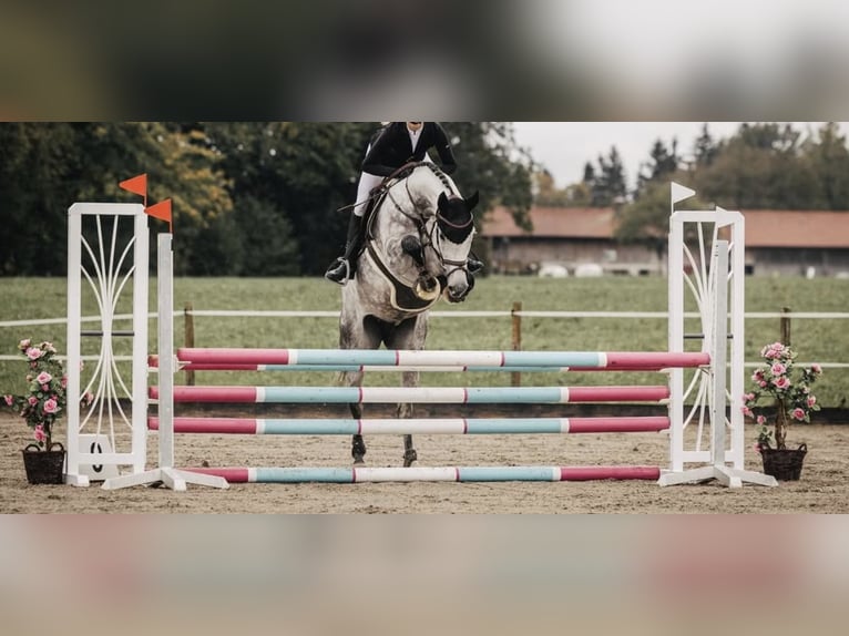 Holsteiner Stute 6 Jahre 170 cm Apfelschimmel in Bruckm&#xFC;hl