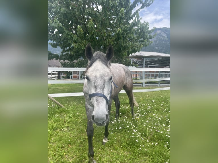 Holsteiner Stute 6 Jahre 170 cm Apfelschimmel in Chur
