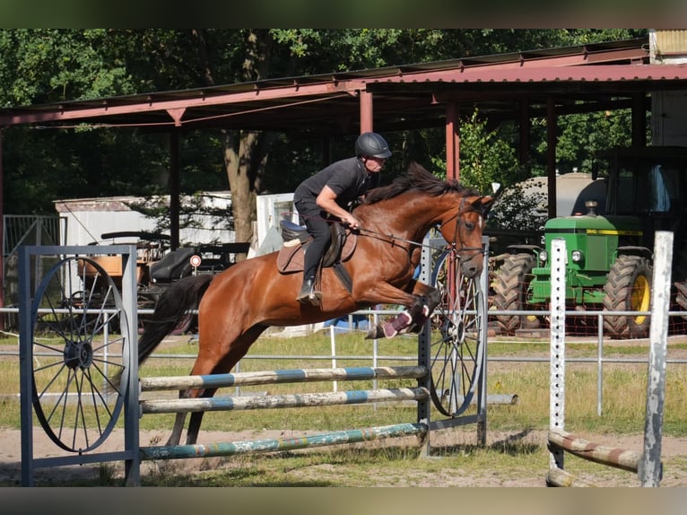 Holsteiner Stute 6 Jahre 170 cm Brauner in Schwartow