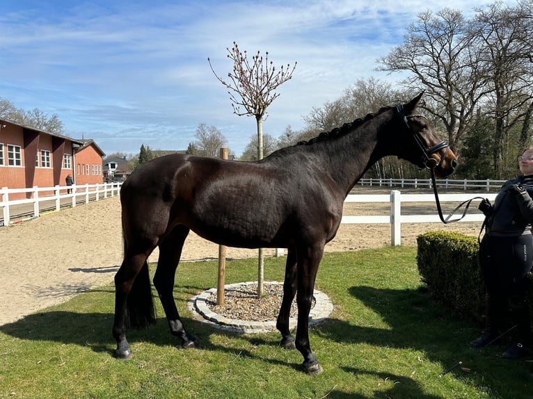 Holsteiner Stute 6 Jahre 170 cm Dunkelbrauner in Worpswede