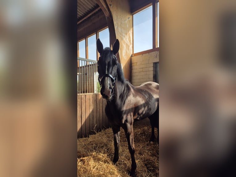 Holsteiner Stute 6 Jahre 170 cm in Greifswald