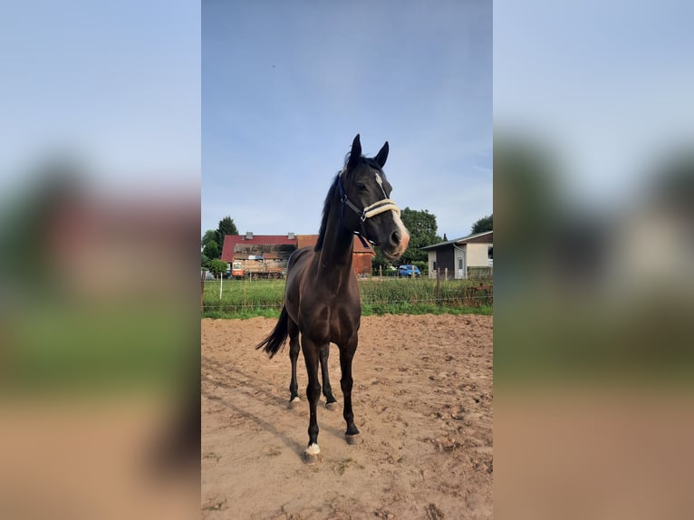 Holsteiner Stute 6 Jahre 170 cm in Greifswald