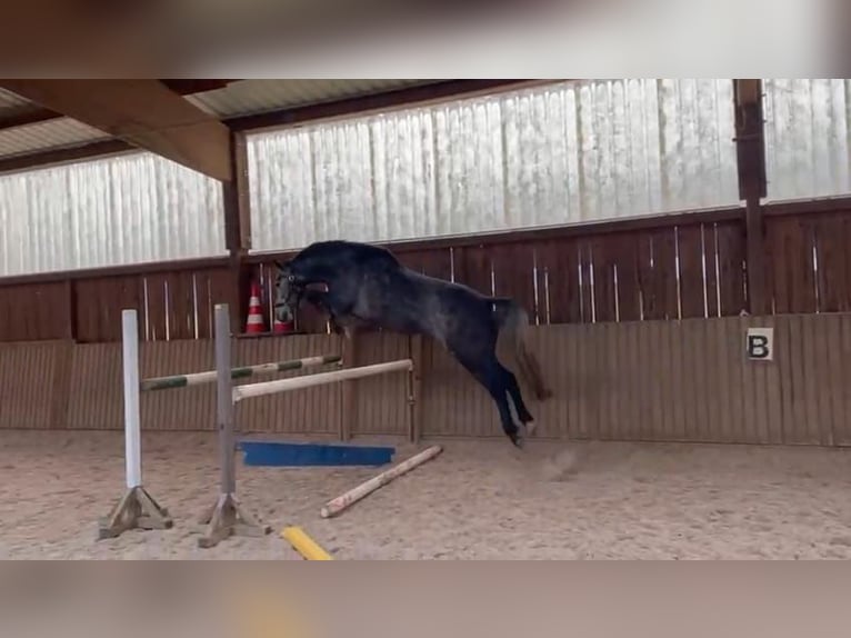 Holsteiner Stute 6 Jahre 170 cm Rappschimmel in Brakel